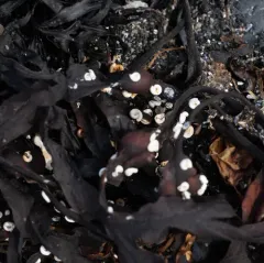 Coil Worm thumbnail 2