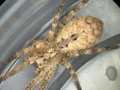 Mediterranean Spiny False Wolf Spider thumbnail 2