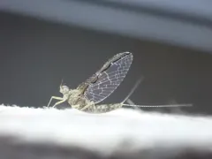 Callibaetis pretiosus thumbnail 2