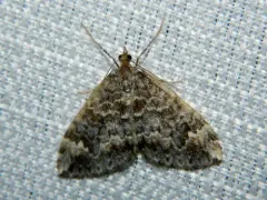 Orange-spotted Carpet Moth thumbnail 1