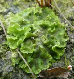 Common Kettlewort thumbnail 2