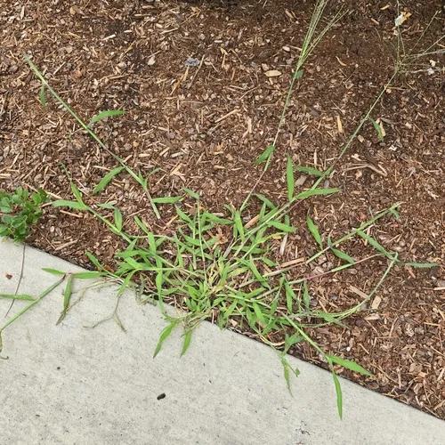 Hairy Crabgrass