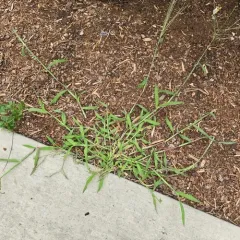 Hairy Crabgrass thumbnail 1
