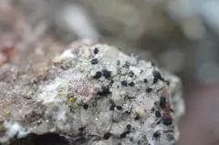 Low-rim Grain-spore thumbnail 3