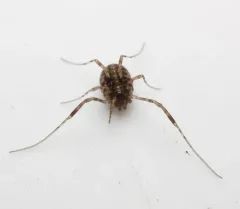 Oligolophus hansenii thumbnail 3
