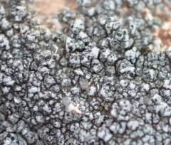 Lichenostigma elongatum thumbnail 1