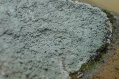Aspicilia bicensis thumbnail 2