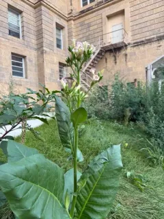 Cultivated tobacco thumbnail 1