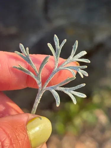 Erysiphe eschscholziae