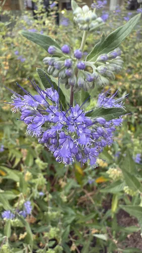 Mongolian Bluebeard