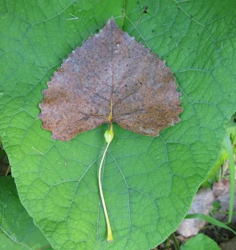Poplar Petiole Gall Aphid