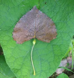 Poplar Petiole Gall Aphid thumbnail 1
