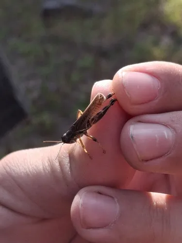 Alpine Spur-throat Grasshopper