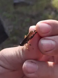 Alpine Spur-throat Grasshopper thumbnail 1