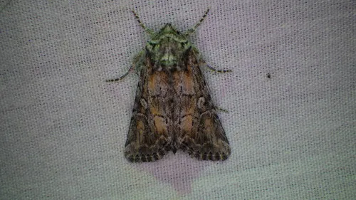 Lacinipolia longiclava