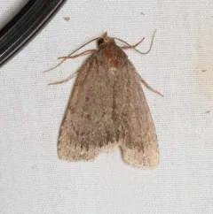 Smooth Amphipyra Moth thumbnail 2