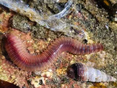 Leodice valens thumbnail 1