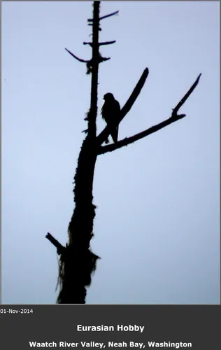 Eurasian Hobby