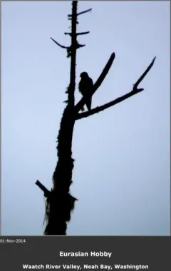 Eurasian Hobby thumbnail 1