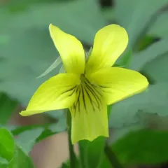 Smooth Yellow Violet thumbnail 3