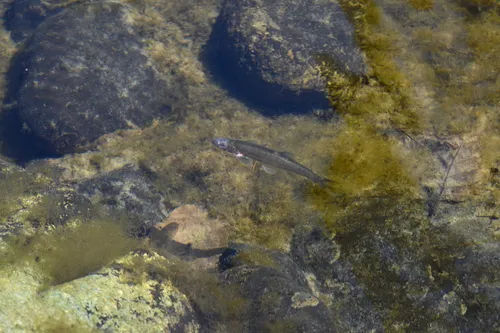 Umpqua Dace