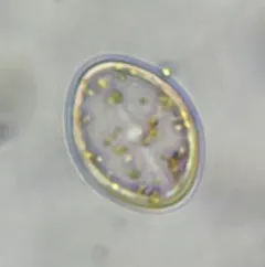 Cocconeis pediculus thumbnail 3