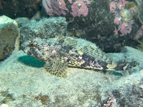 Arctic Sculpin
