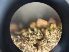 Arboreal Urn Lichen thumbnail 2