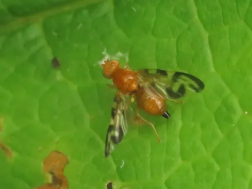 Euleia uncinata