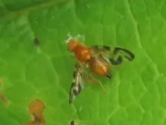 Euleia uncinata thumbnail 1