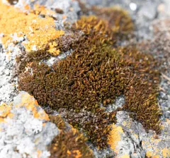 Seaside Grimmia thumbnail 4