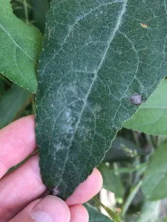 Podosphaera spiraeae-douglasii thumbnail 2