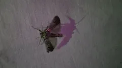 Melitara subumbrella thumbnail 1
