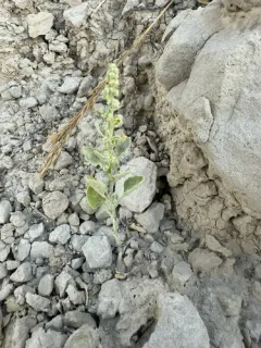Mealy Goosefoot thumbnail 1