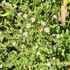 Small White Aster thumbnail 2
