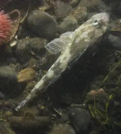 Longhorn Sculpin thumbnail 1