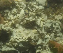 Carpet Sea Squirt thumbnail 1