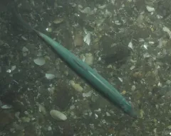 Atlantic Herring thumbnail 2