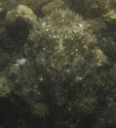 American Monkfish thumbnail 1