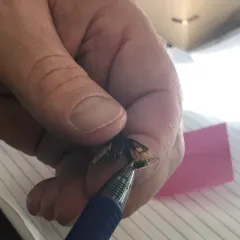 Delaware Skipper thumbnail 3