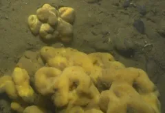 fig sponge thumbnail 1