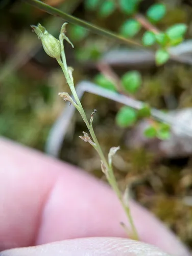 bog adder's-mouth orchid