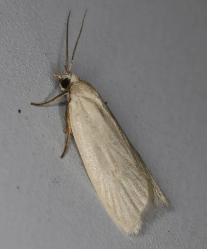Eana georgiella
