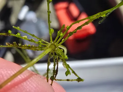 Chara foliolosa