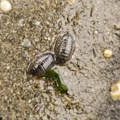 Oregon pillbug thumbnail 3