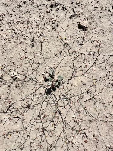 Visher's Buckwheat