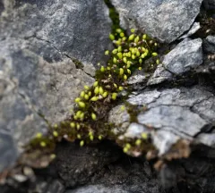 Porsild's Bryum thumbnail 2
