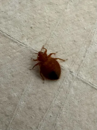 Eastern Bat Bug