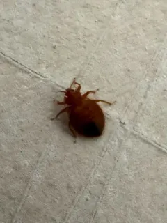 Eastern Bat Bug thumbnail 1