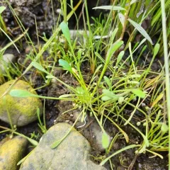 water mudwort thumbnail 1